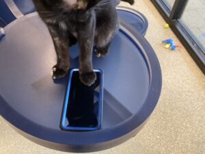 Tortoiseshell cat (visible from neck down) standing with left front paw on a smartphone screen.