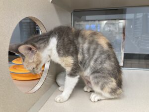 Calico cat looking through passage between kennels.